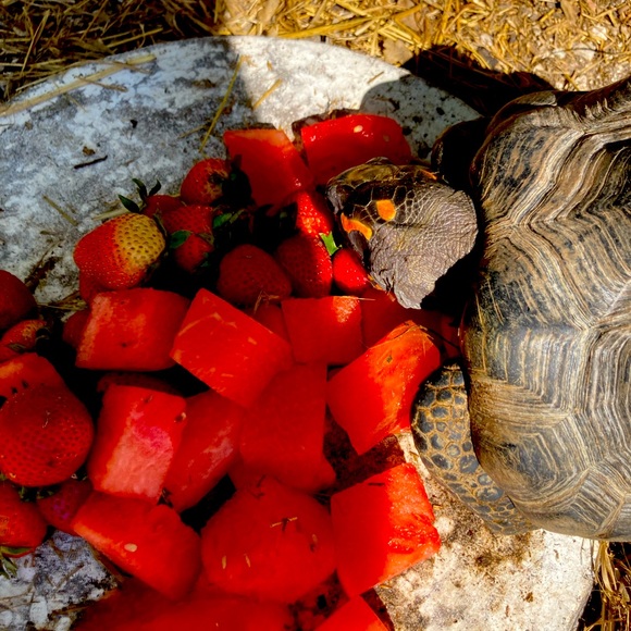 Meet your Posher, Shirl - Picture 3 of 12